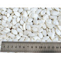 New product healthy new harvest wholesale pumpkin seeds for sale